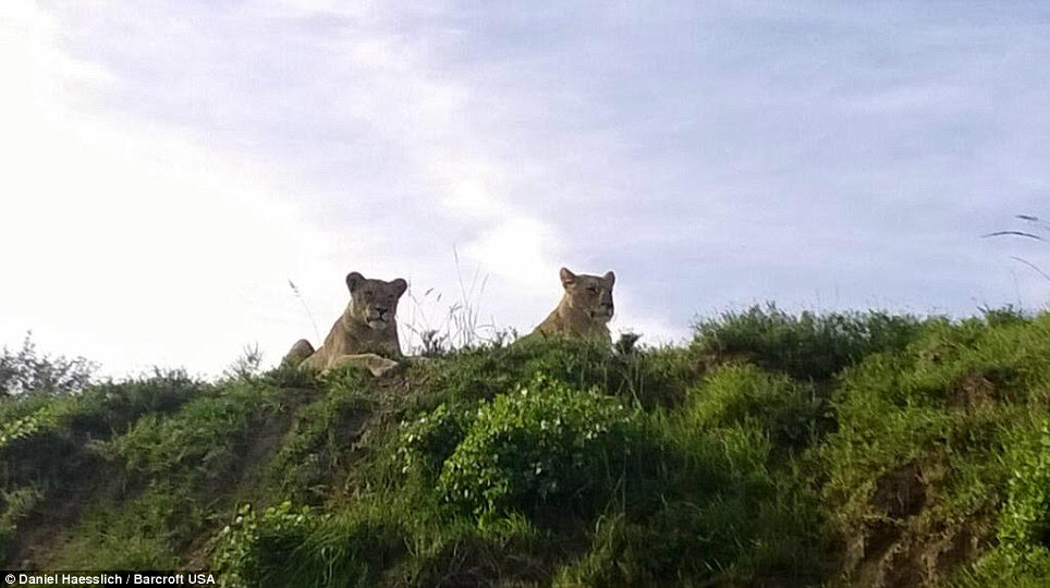 Lying in wait: The lionesses sit patiently for their prey in the Shamwari Game Reserve in South Africa