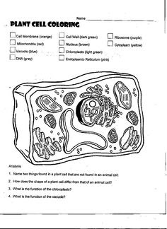 Plant Cell Coloring Worksheet Answer Key : Plant Cell Color Page