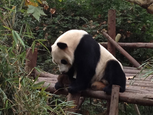 Giant Panda, Chengdu 2