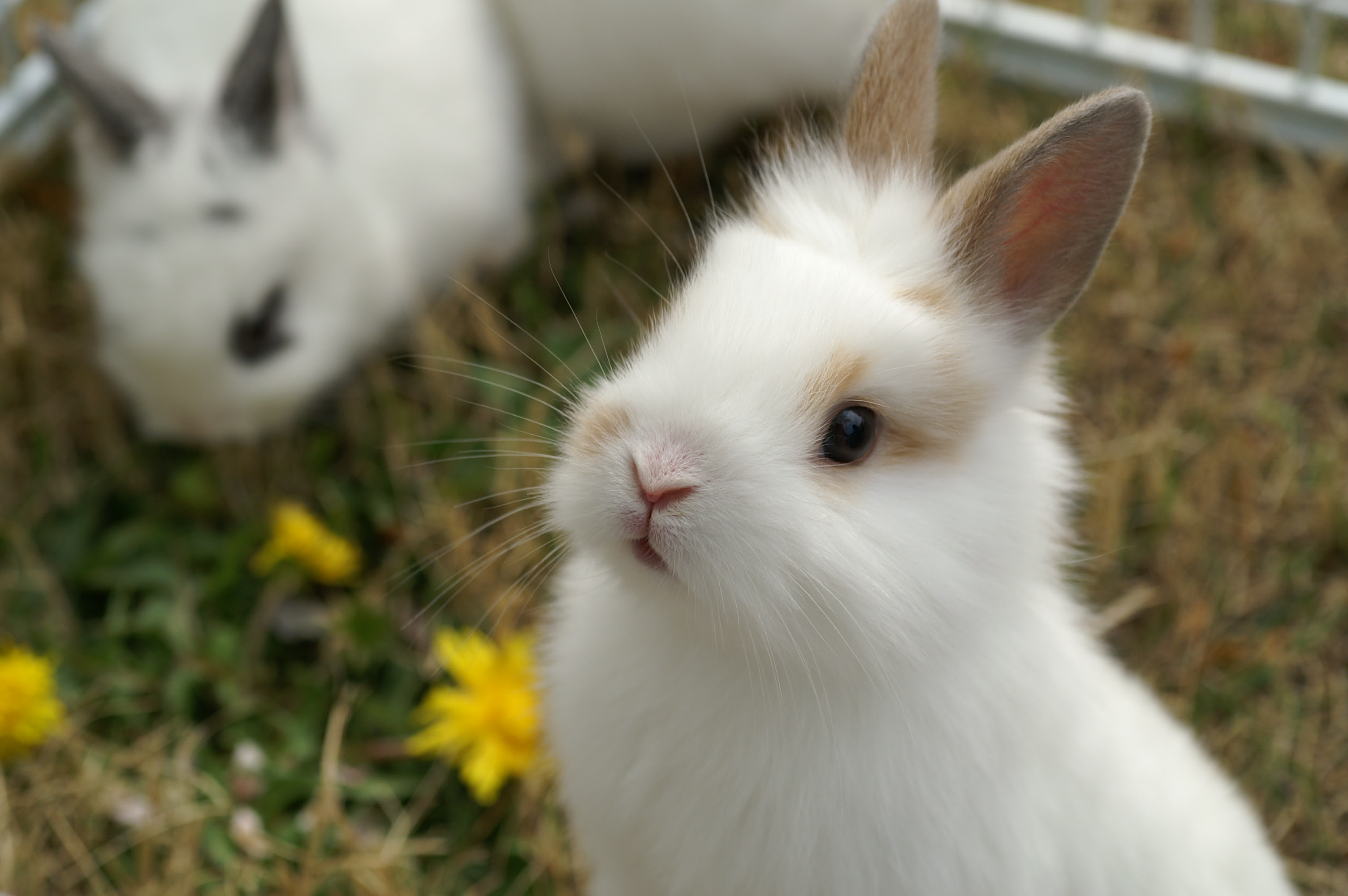 すべての花の画像 最高のうさぎ 壁紙 かわいい