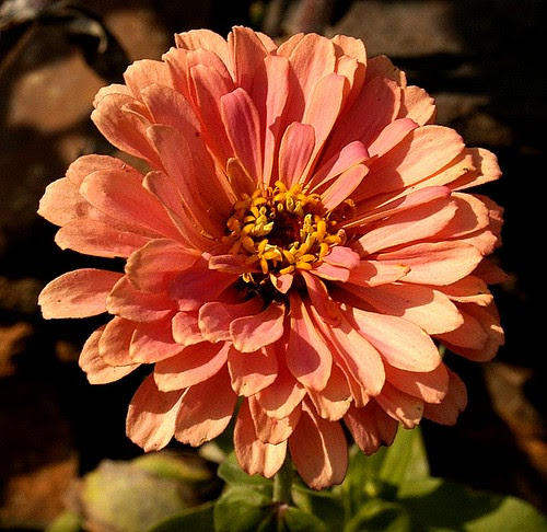 red oak 015