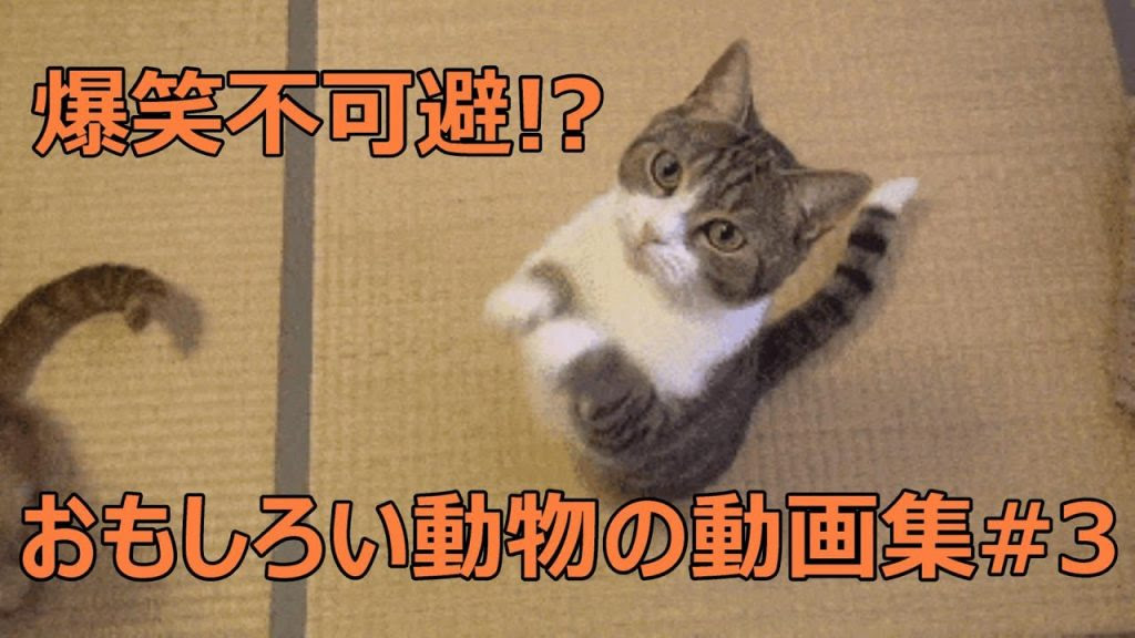 最新爆笑 面白い 画像 動物 最高の動物画像