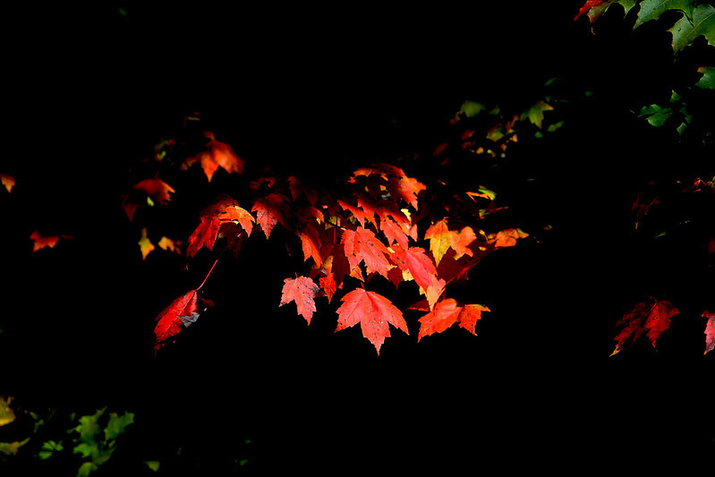 sunlit maple leaves
