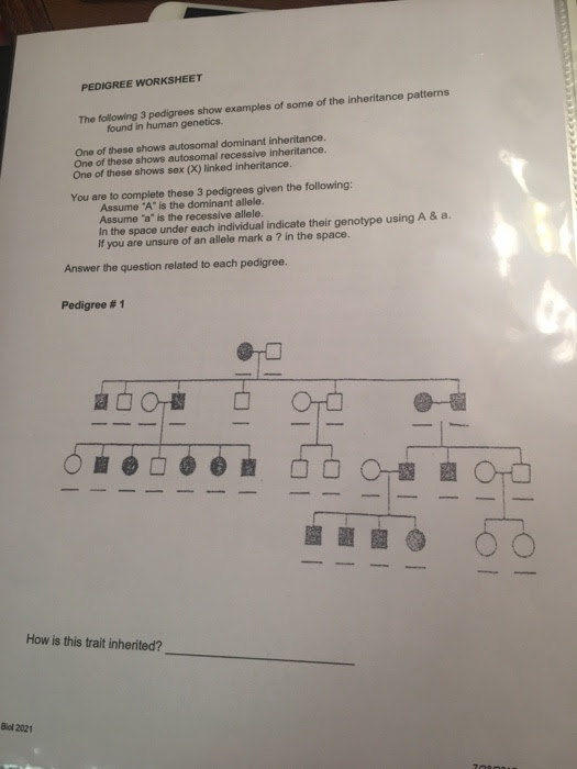 Pedigree Lab Activity Answers : Genetics Pedigree Worksheet