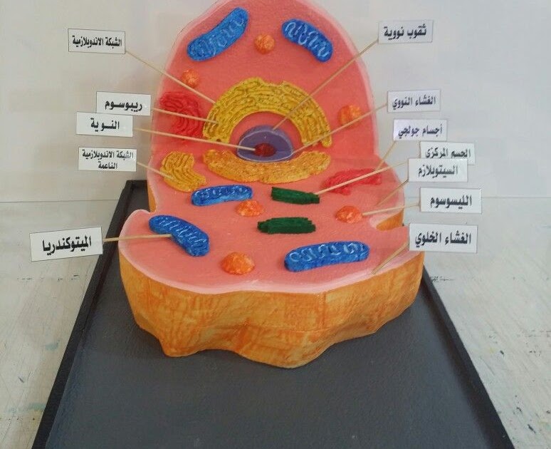 الجسم المركزي في الخلية الحيوانية Aljism Blog
