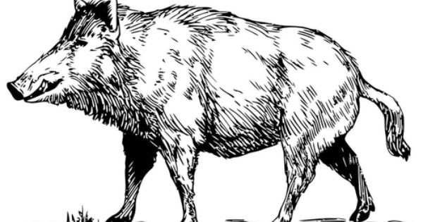 Wildsau Clipart