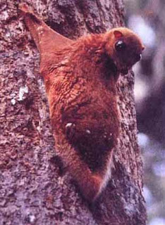 Image from Colugos.com