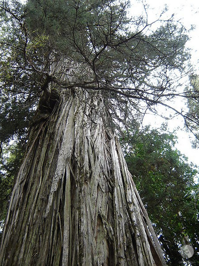 اكبر شجرة في العالم عمرا