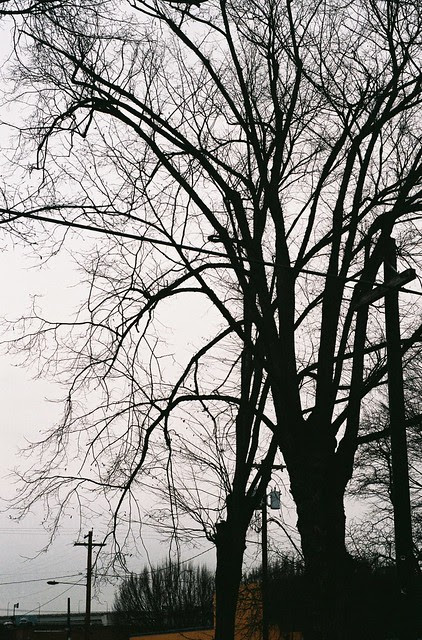 winter trees, northwest portland