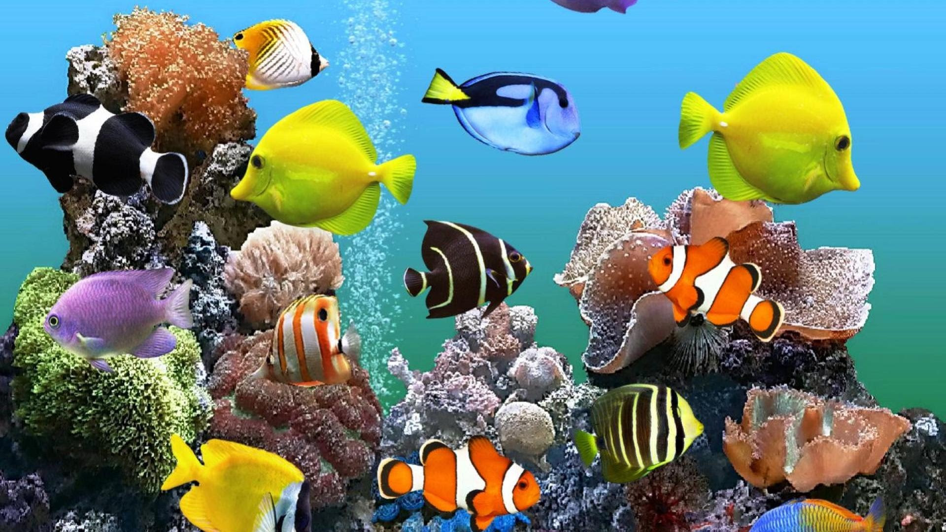 Hintergrundbilder Aquarium Beweglich ~ hintergrund free pic