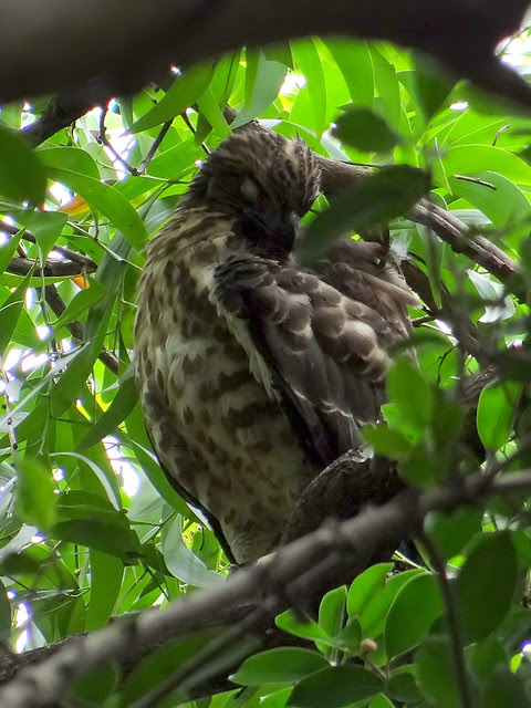 鳳頭蒼鷹/無限台南