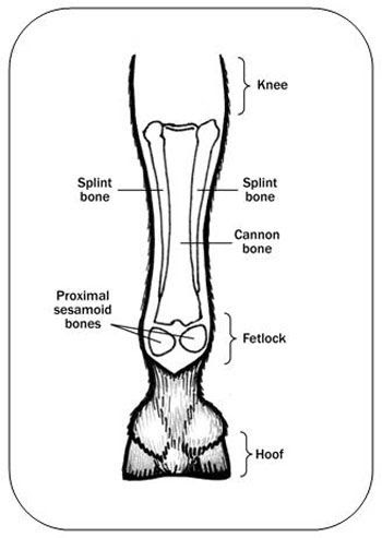 Horse Leg Bones Diagram - equine limb anatomy | Horse Leg Anatomy