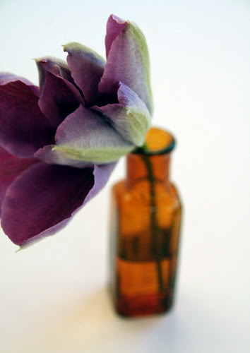 clematis