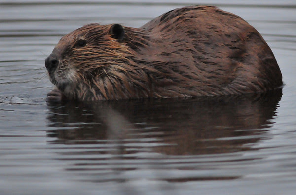 busy beaver busy beaver