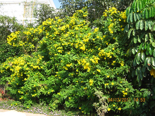 Yellow at the theme circle - Visit to Paranjape Schemes' Forest Trails, Bungalows, 2 BHK & 3 BHK Flats at Bhugaon, Pune 411 042
