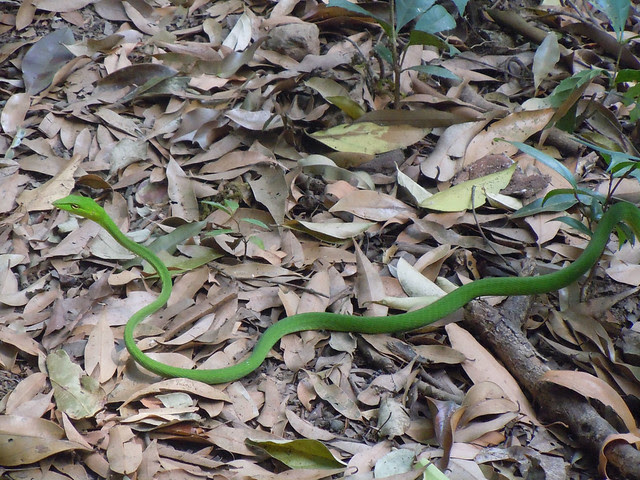 Brahmagiri_Trek_Green_Snake