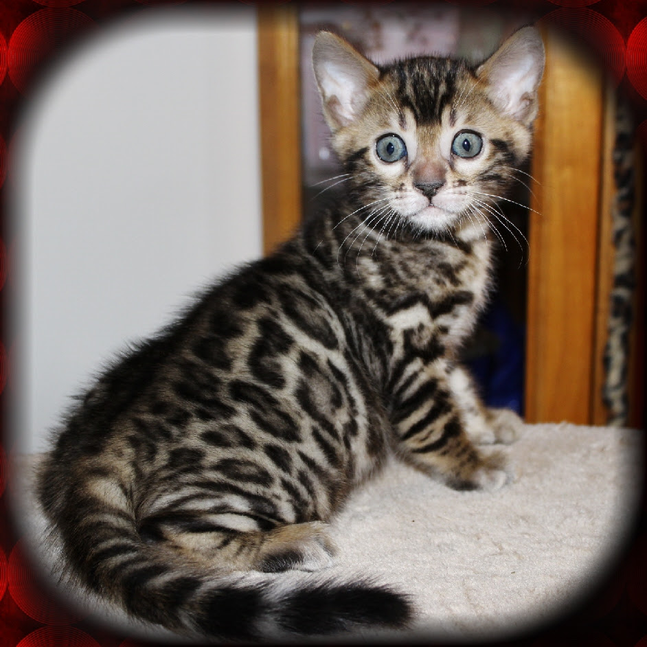 Katt Katt: Bengal Cat Breeders Columbus Ohio