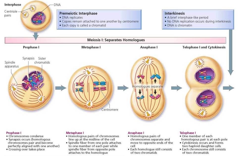 Period Of Cell Division - Cell Division