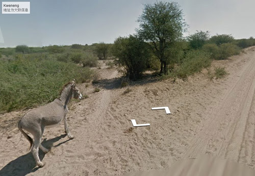 谷歌街景车疑撞死一头驴