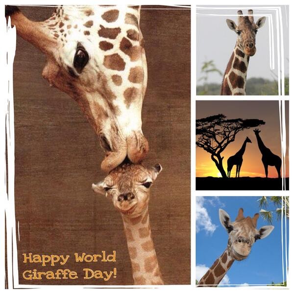 Crazy Eddie S Motie News World Giraffe Day For The 17 Summer Solstice