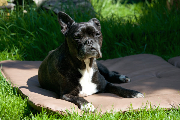 owalo design Mcp Tropfen Fur Hunde