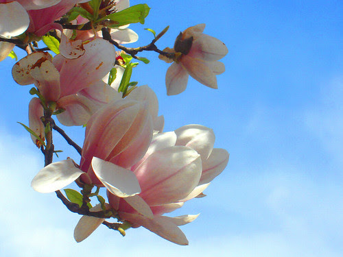Magnolie
