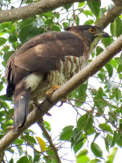 鳳頭蒼鷹/無限台南