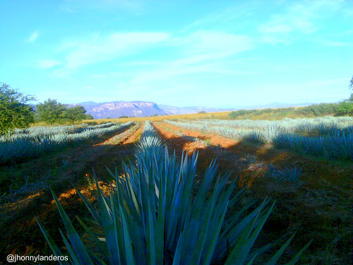 paisaje agavero