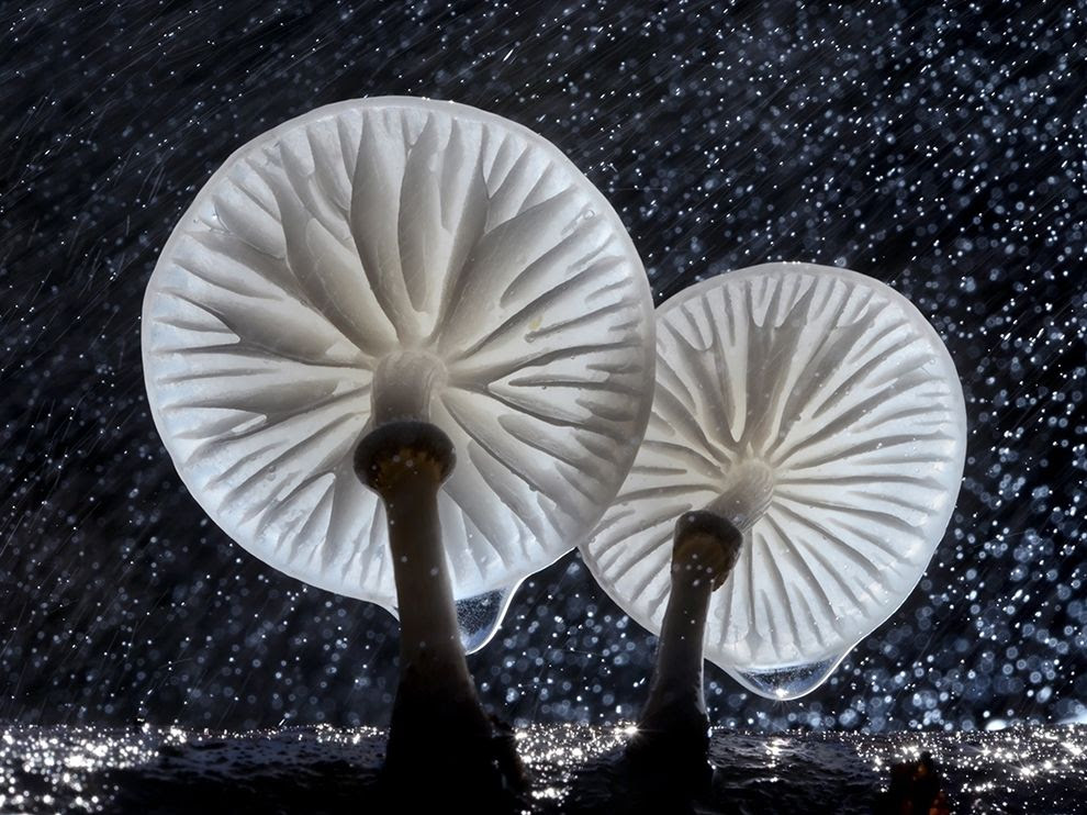 Mushroom Oudemansiella mucida