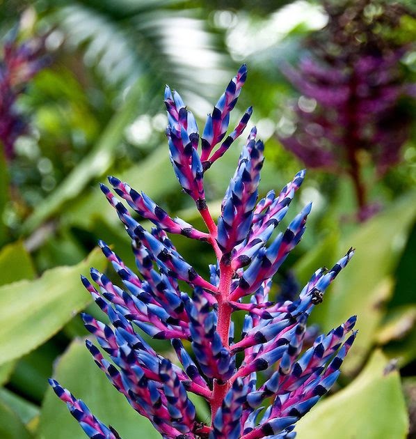 Flowering Tropical Plants - Plants BP