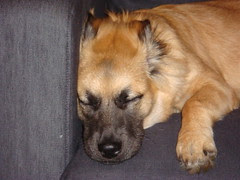 Snick Sleeping