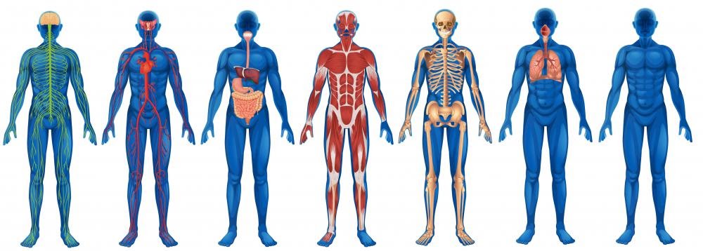 anatomical figure of human body