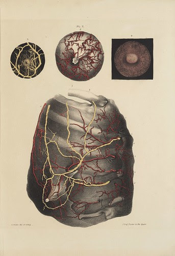 Arteries and Veins a (Cooper, 1840)