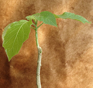 Brugmansia, Chicago, Gardening