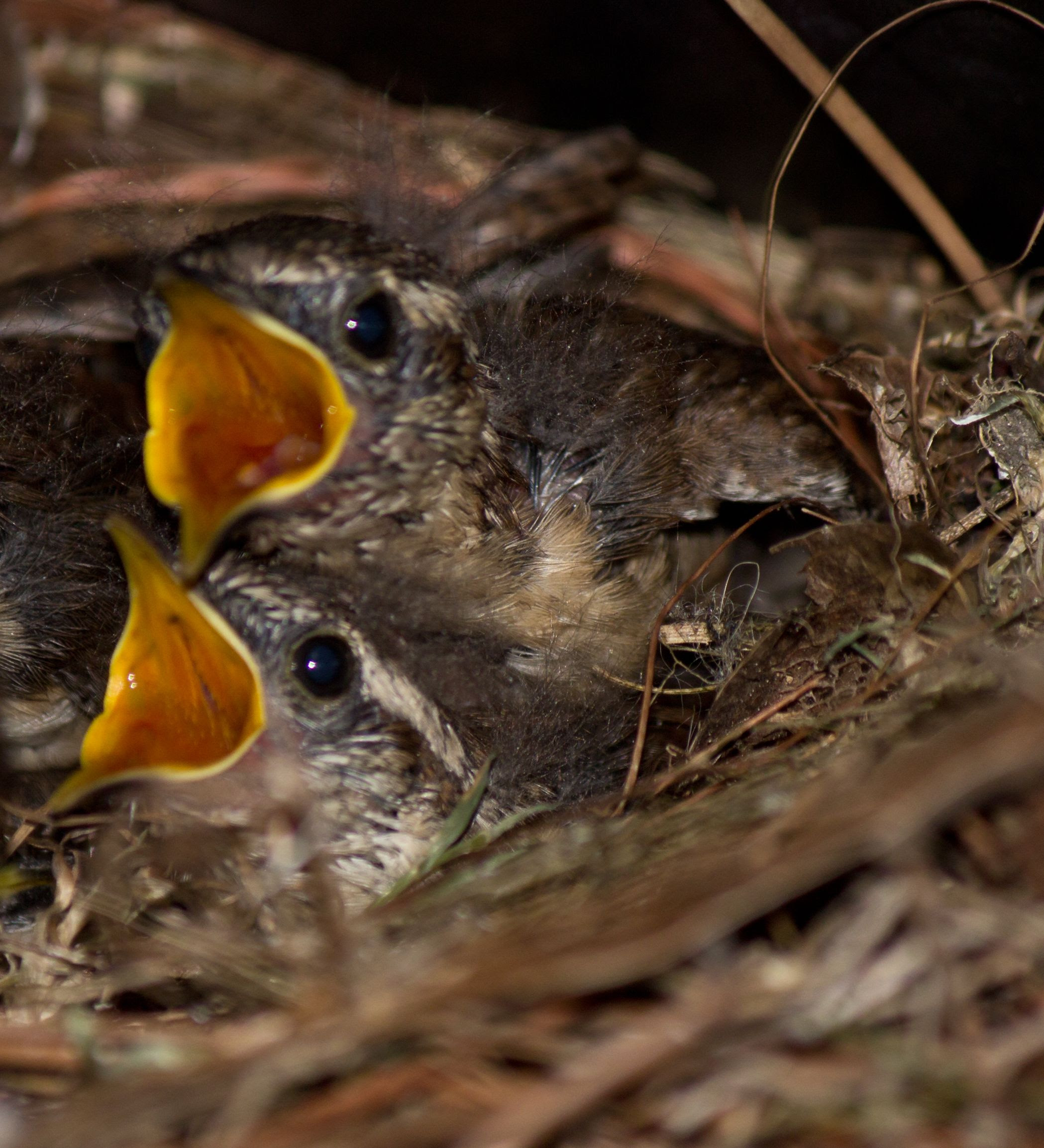 baby birds begging for food