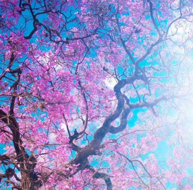Nature Wallpaper Iphone Japanese Cherry Blossom Wallpaper : Cherry