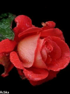 Красивая роза