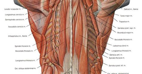 muscles globoides pinterest muscles  anatomy