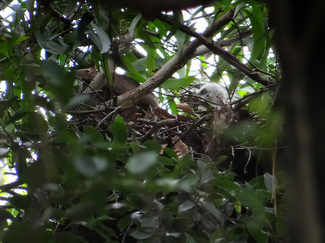鳳頭蒼鷹/無限台南
