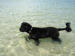 skippy portugese water dog P1010014