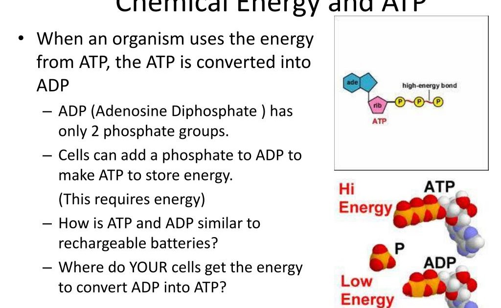 When Atp Is Converted To Adp What Happens