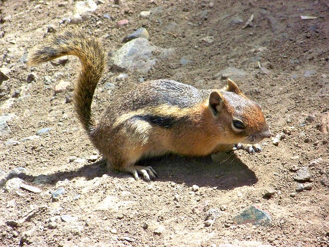Golden Mantled Ground Squirrel Vs Chipmunk - Flying Squirrels