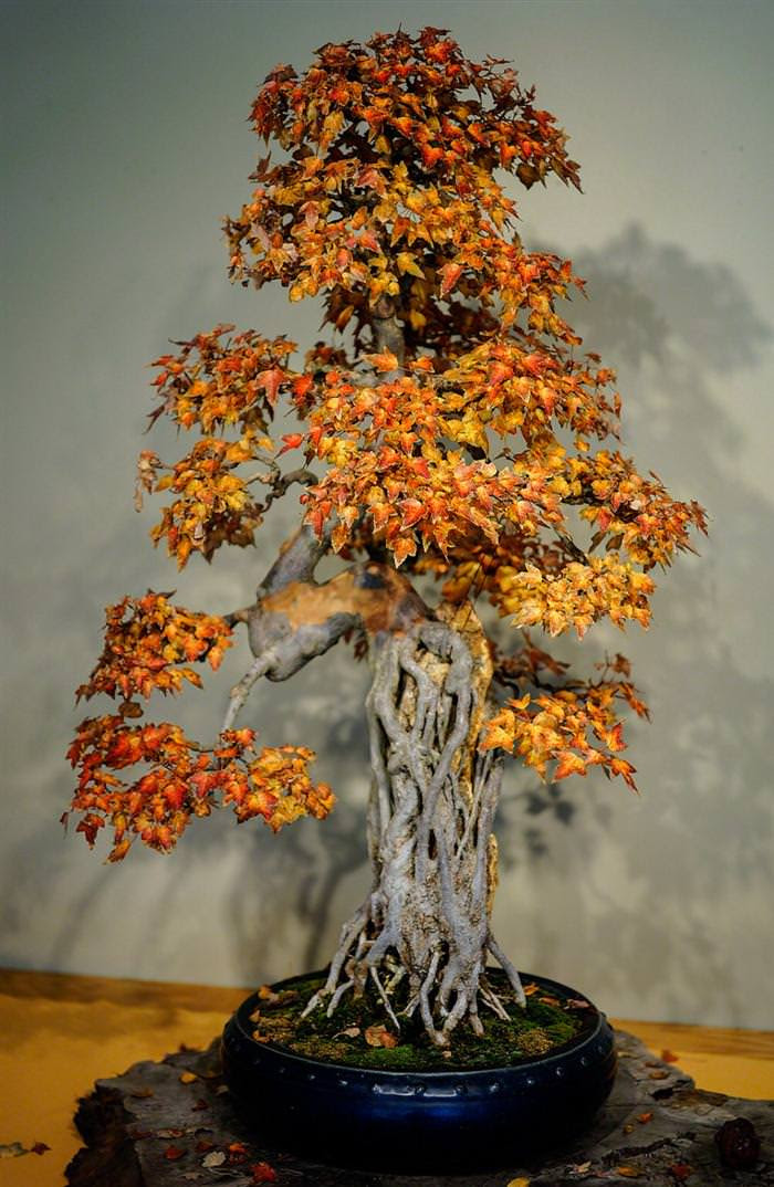 cây bonsai