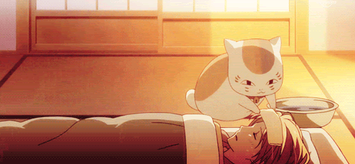 Where can I get this kind of cat?