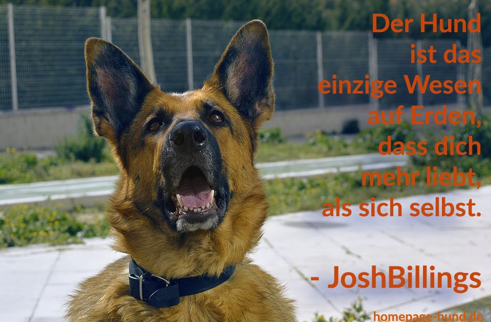 Lustige Geburtstagsgrüße Hunde