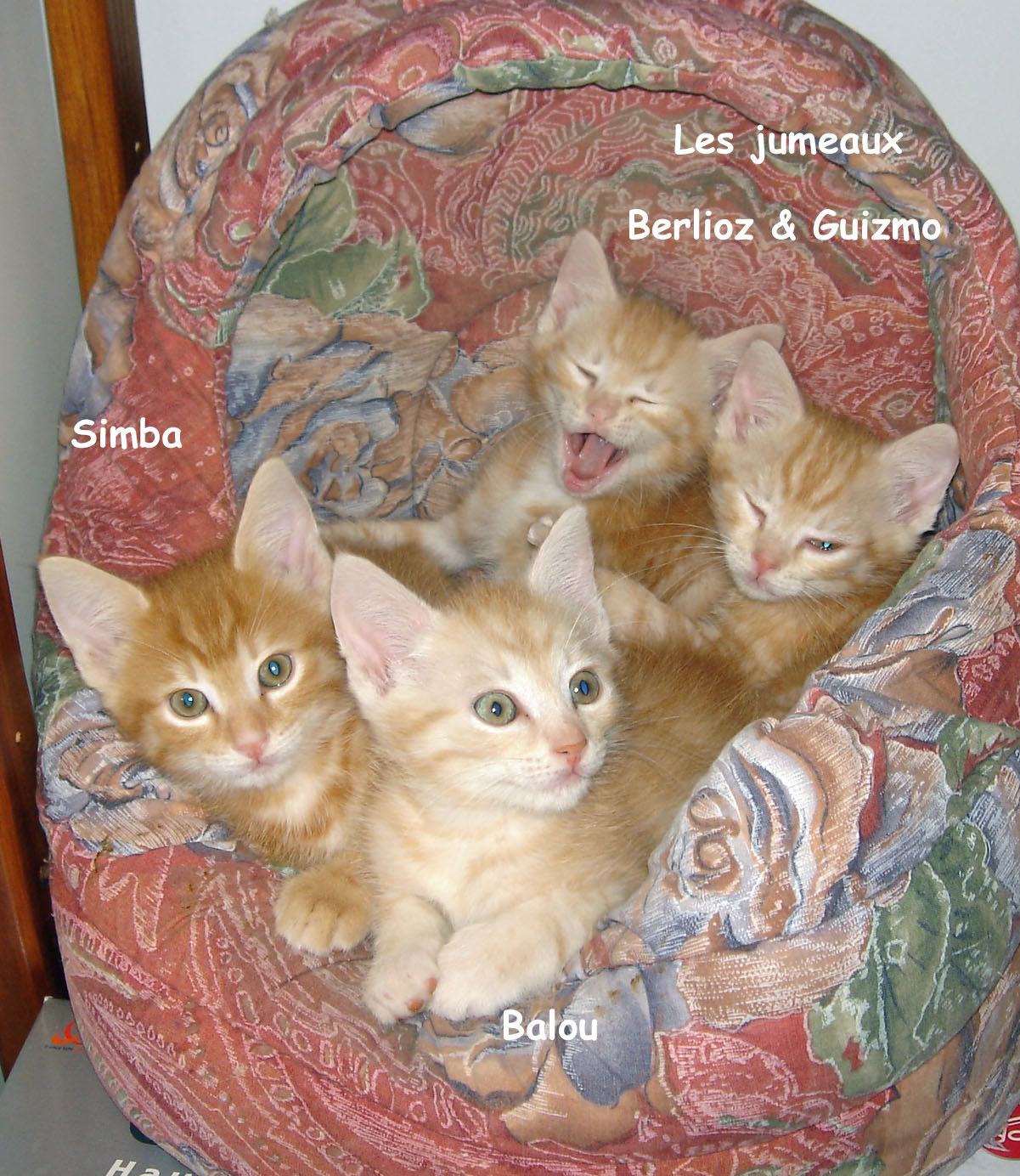 Meilleure collection nom pour chat roux 261966Nom pour chat roux femelle
