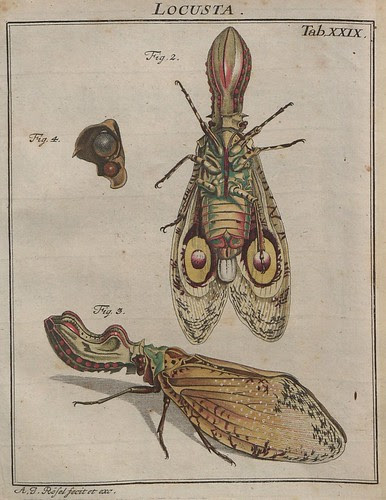 Locusta V.2 b
