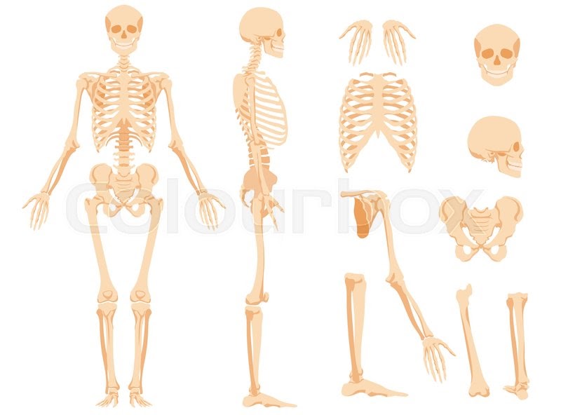 Skeleton Human Back Bones / Human Back Bones Back Of Human Skeleton Dk