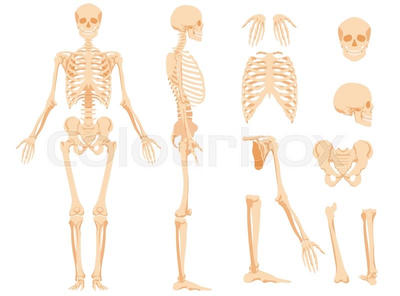 Skeleton Human Back Bones / Human Back Bones Back Of Human Skeleton Dk