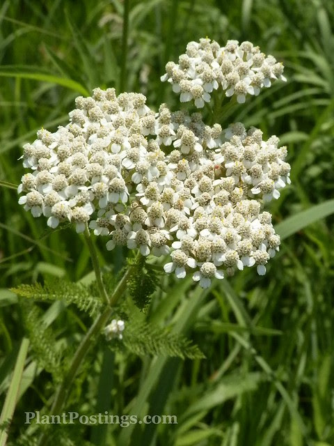 achillea